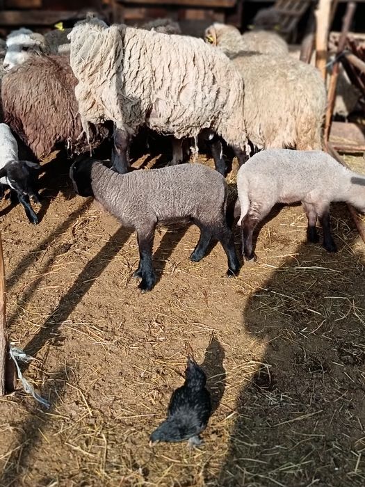 Oi de vînzare tinere cu miei