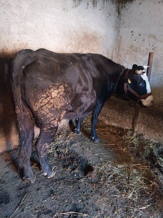 Vacă gestantă de vânzare