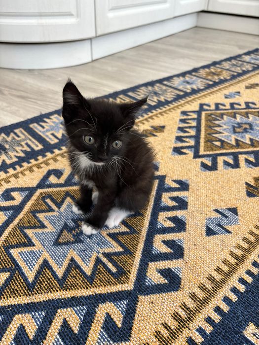Отдаю ласкового котенка