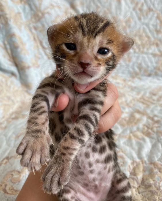 Бенгальские котята