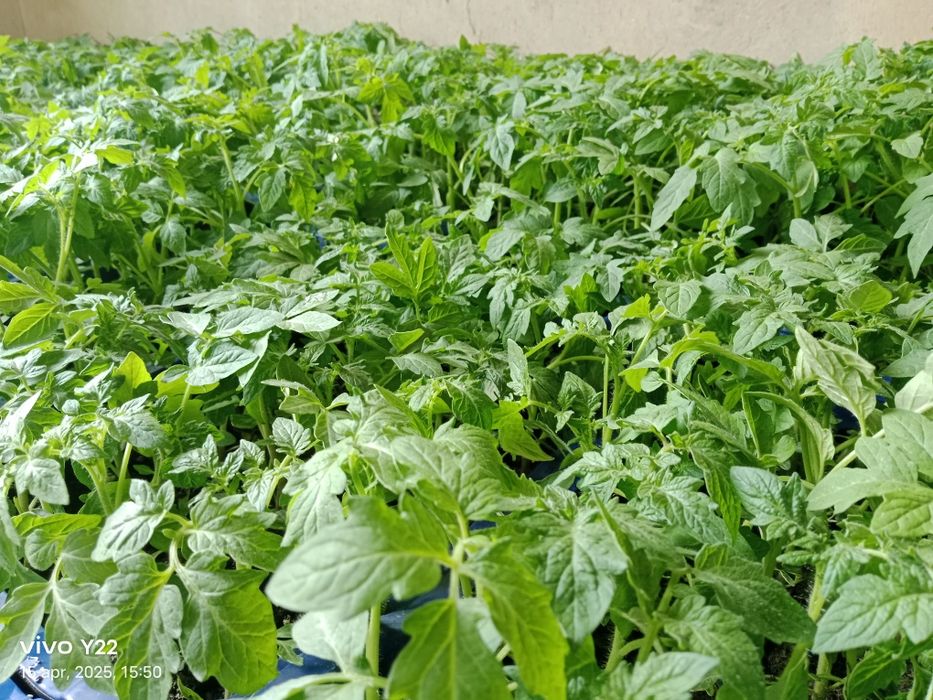 Помидор кучатлари сотилади