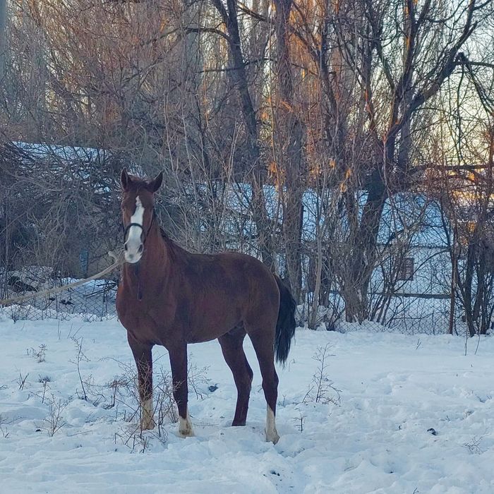 Лошадь 5жасар  вановкада тур