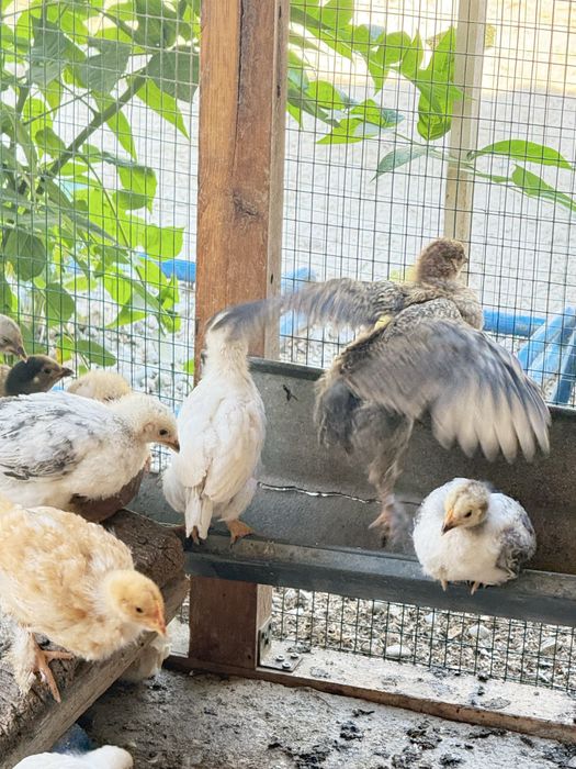 Кора шагзода зоти тозаси, брама, жайдари  жужалари