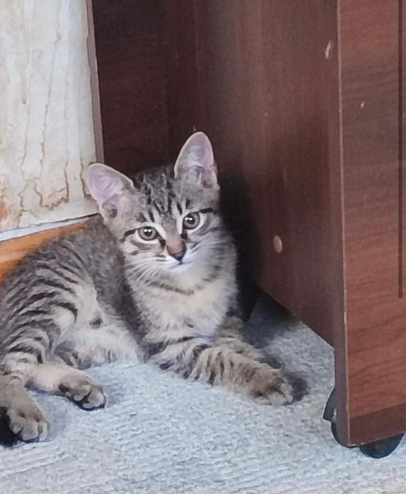 Отдадим котёнка в добрые руки!