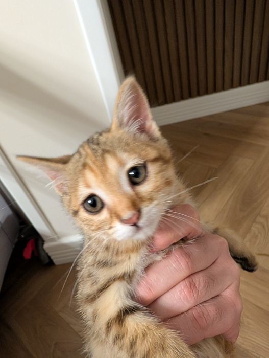 Отдам котенка в хорошие руки
