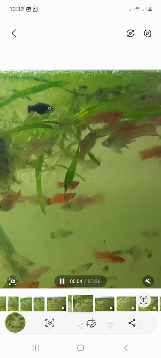 Меченосцы  аквариум рыбки