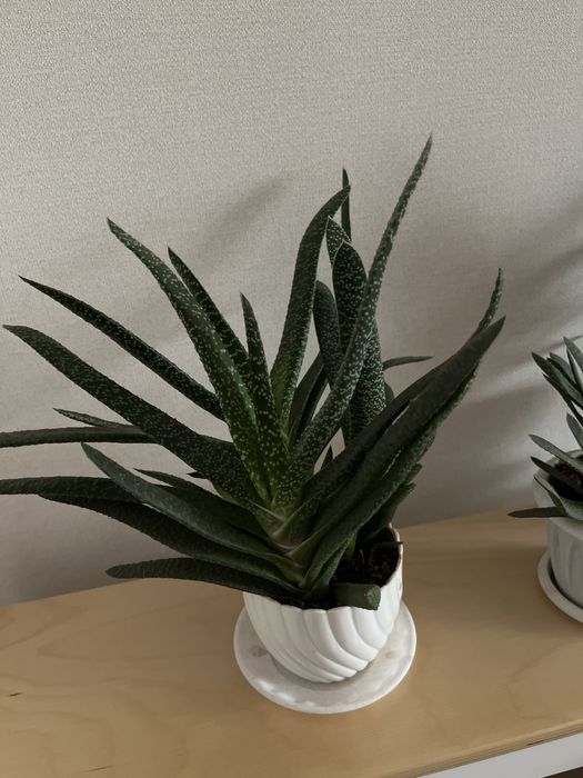 Гастерия суккулент