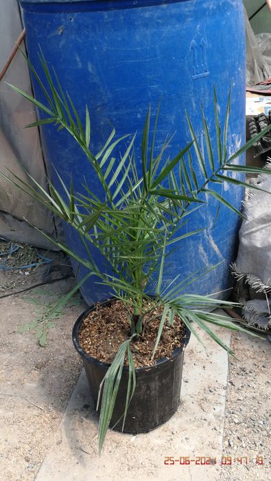 Пальма финик канарский Palma Finik, Hona gullari, комнатные растения ...