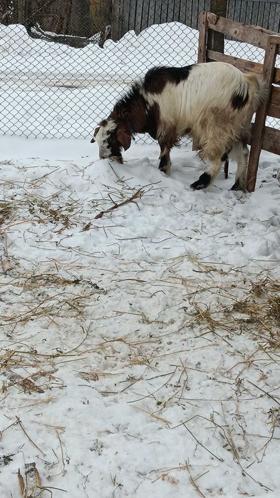 Țap bun de 1 an  șut, metis