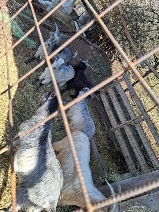 De vânzare tapi de pravila sau taiat.