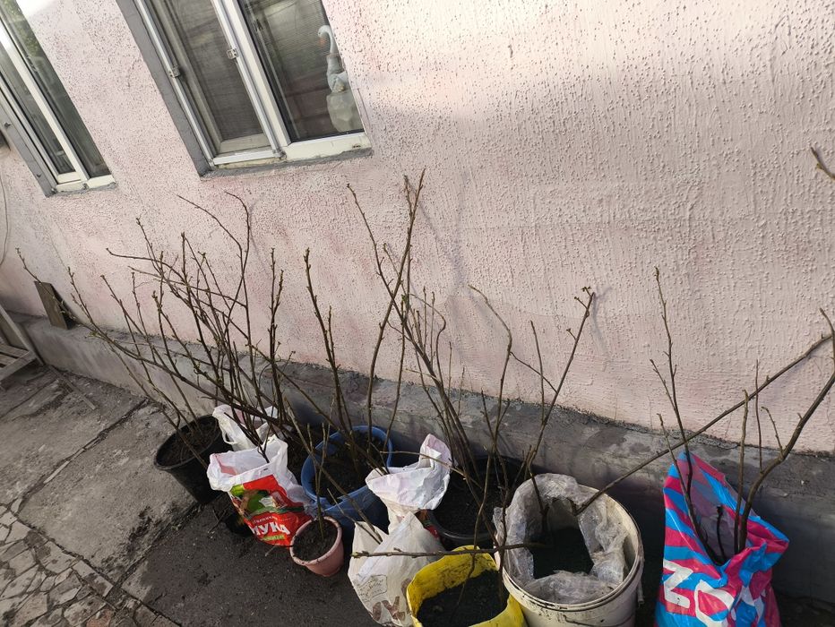 3 сорта смородины черная красная белая