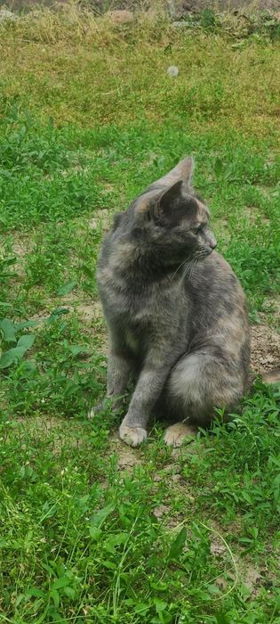 Отдам кошечек в добрые руки