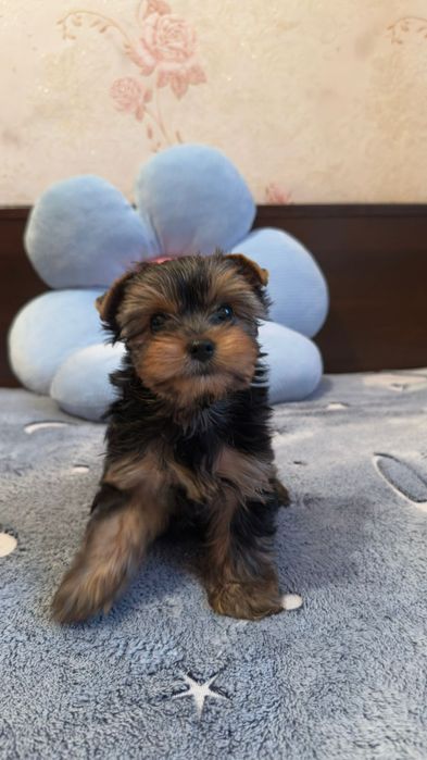 Йоркширский терьер