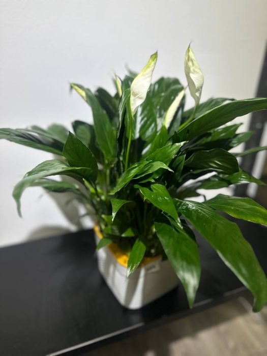 Комнатные цветы оптом