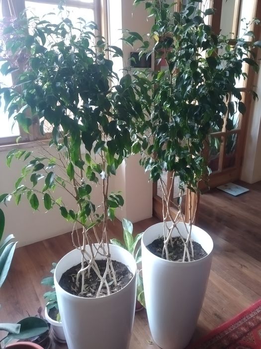 Декаративные ростения