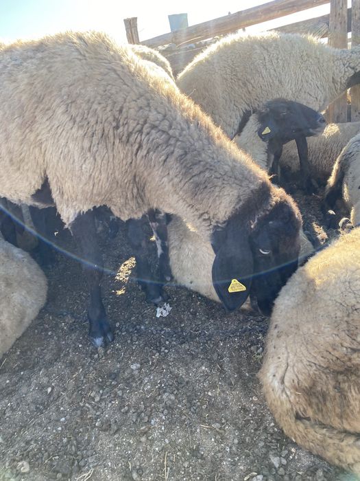 VAND OI  pentru pastrat