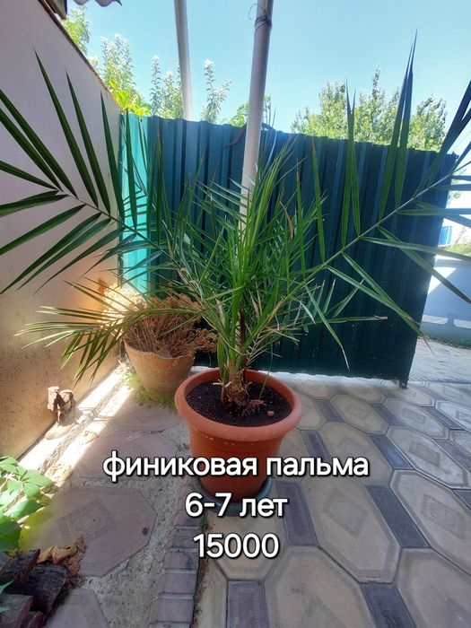Продам комнатные цветы