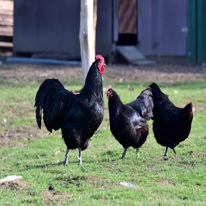 Cocos australorp de anul trecut