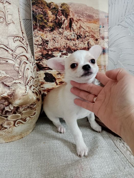 В продаже Чихуашки.