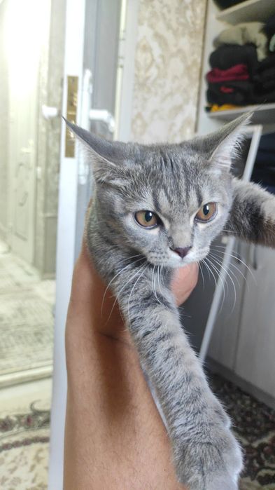Mushuk British fold toyger bn aralash