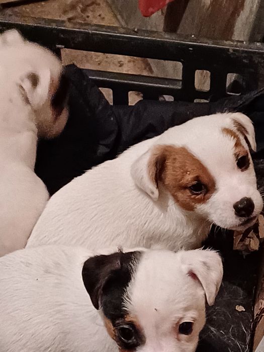 Джак  Ръсели  -мини