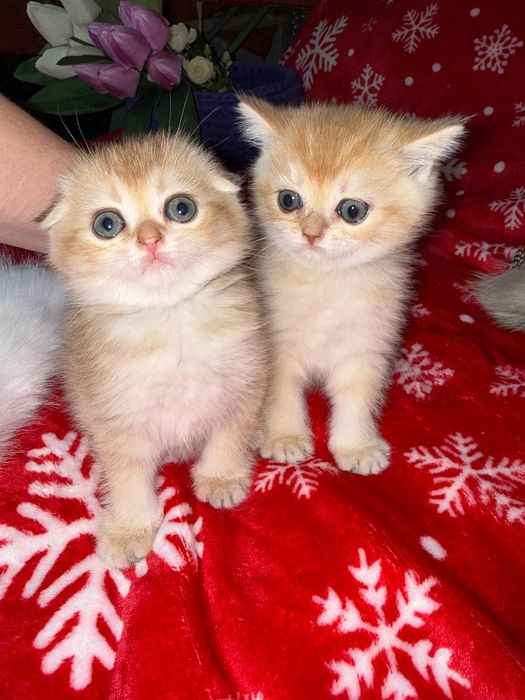 Котята золотые Шиншиллы