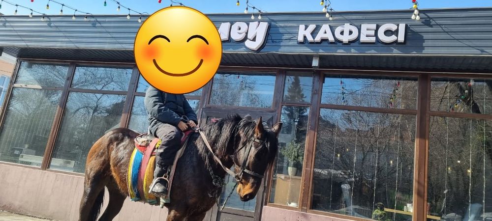 Үш жасар айғыр сатылады