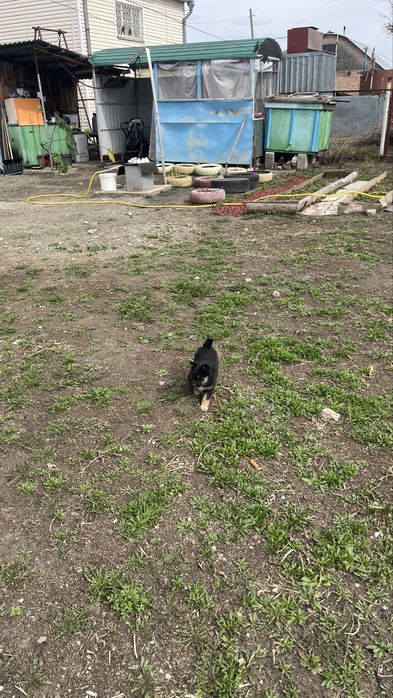 Продам щенок от лайки