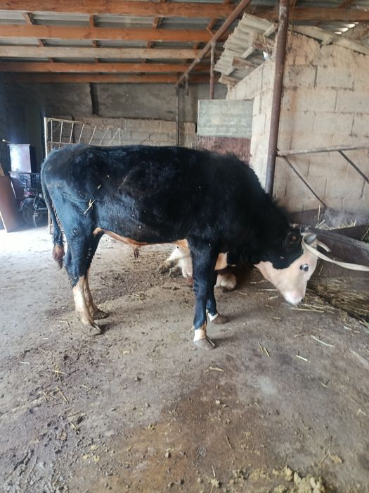 Еркек тана сатылады