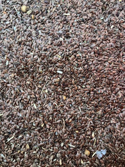 Лен семеная для теленка отлично будет