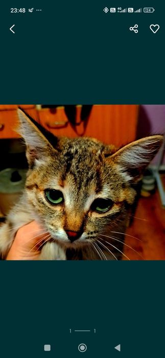 Котята ищат дом.