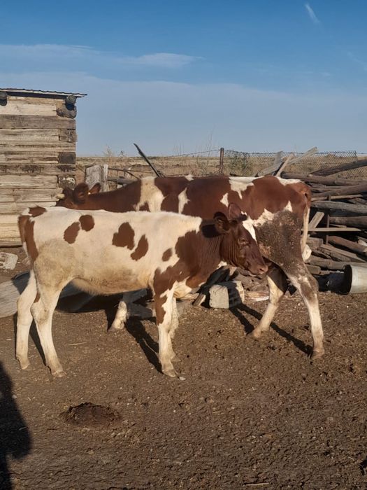 Продам крупно-рогатый-скот