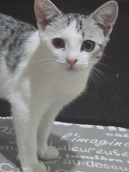 Отдам котика в добрые руки