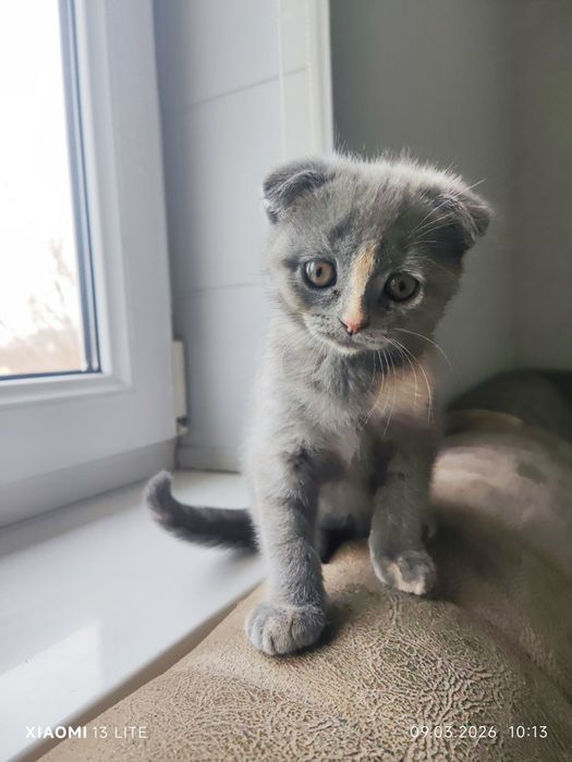 Skotish fold mushkcha sotiladi