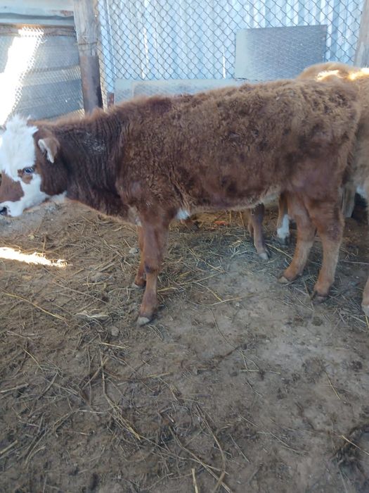 Қашар сиыр сатылады