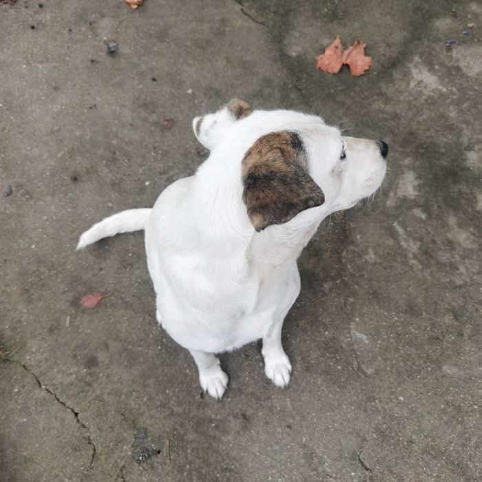 Сладко бяло куче търси своя човек