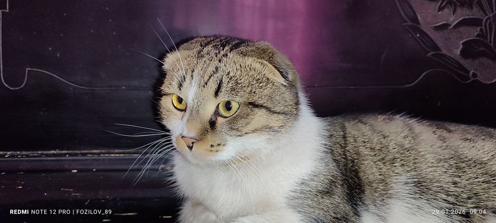 Мушук сотилади Барс