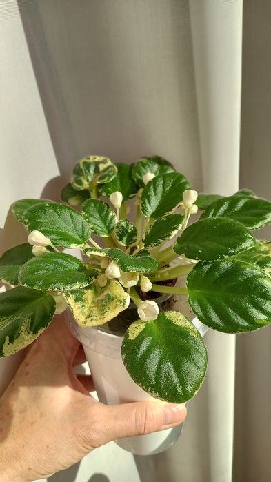 Фиалки сортовые.