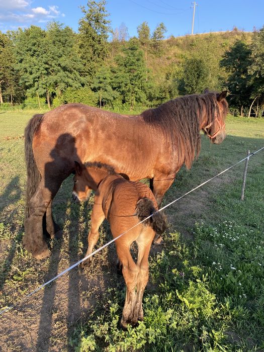 Iapa ardeneza si manz