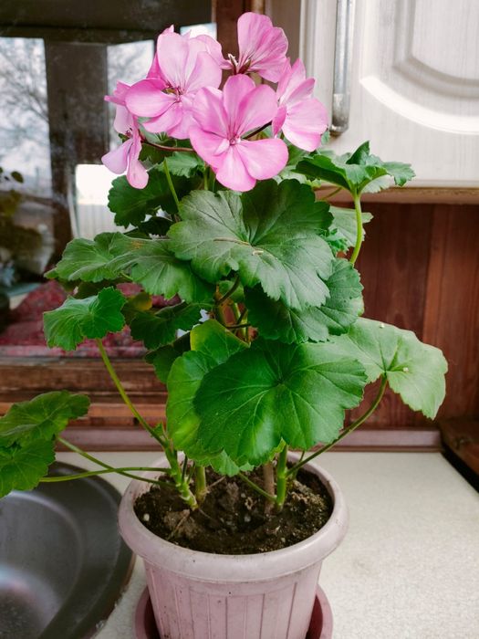 Продам цветы герань