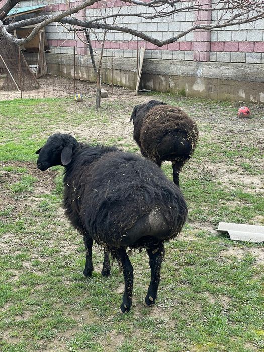 Қой сатылады Мкр Нұртас