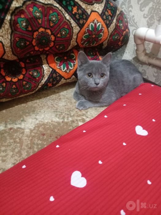 Мушук Скоттиш страйт