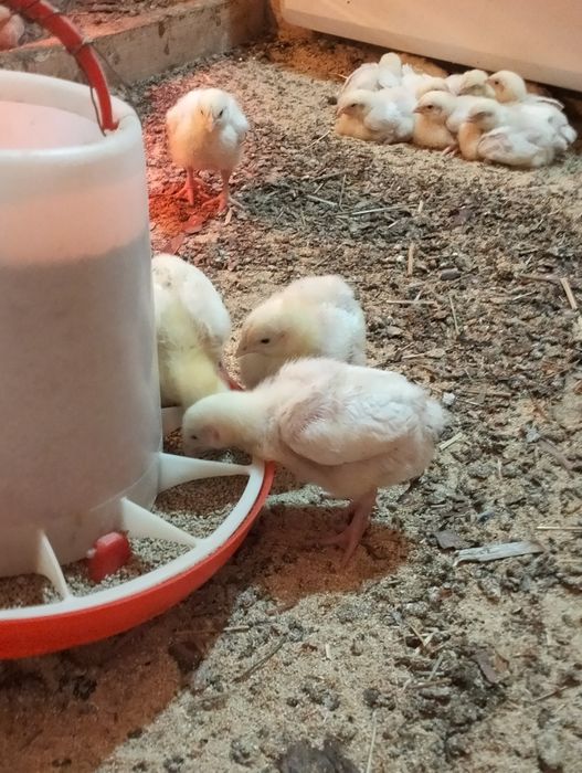 Цыплята бройлеры