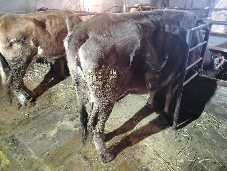 Продам две коровы