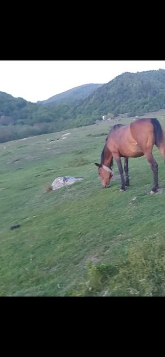 Vând iapă  gestantă