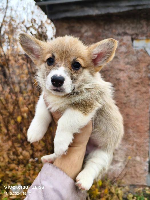 Щенки вельш корги пемброк.