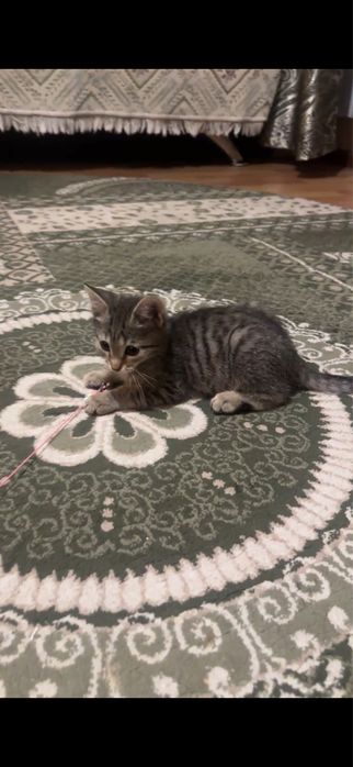 Милый котёнок ищет добрый дом