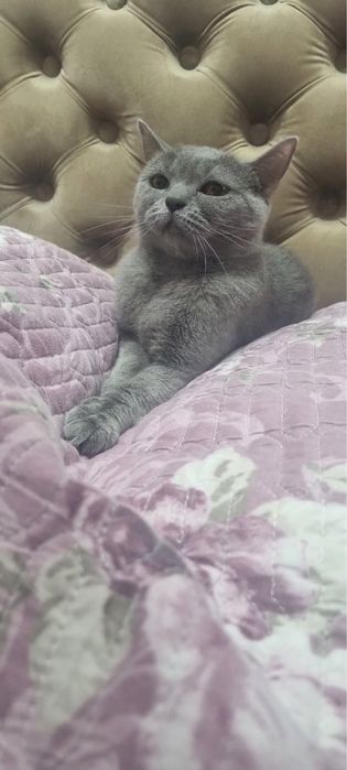 Продается Шотландская кошка