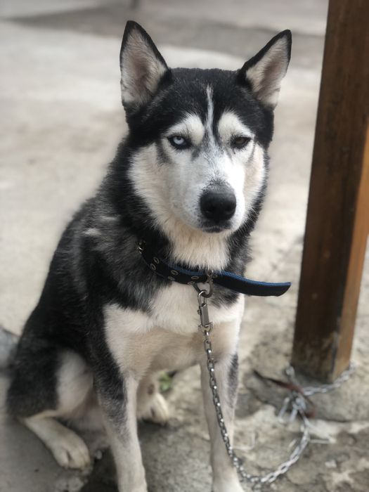 Порода хаски