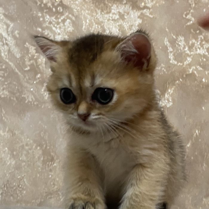 Золотая шиншилла